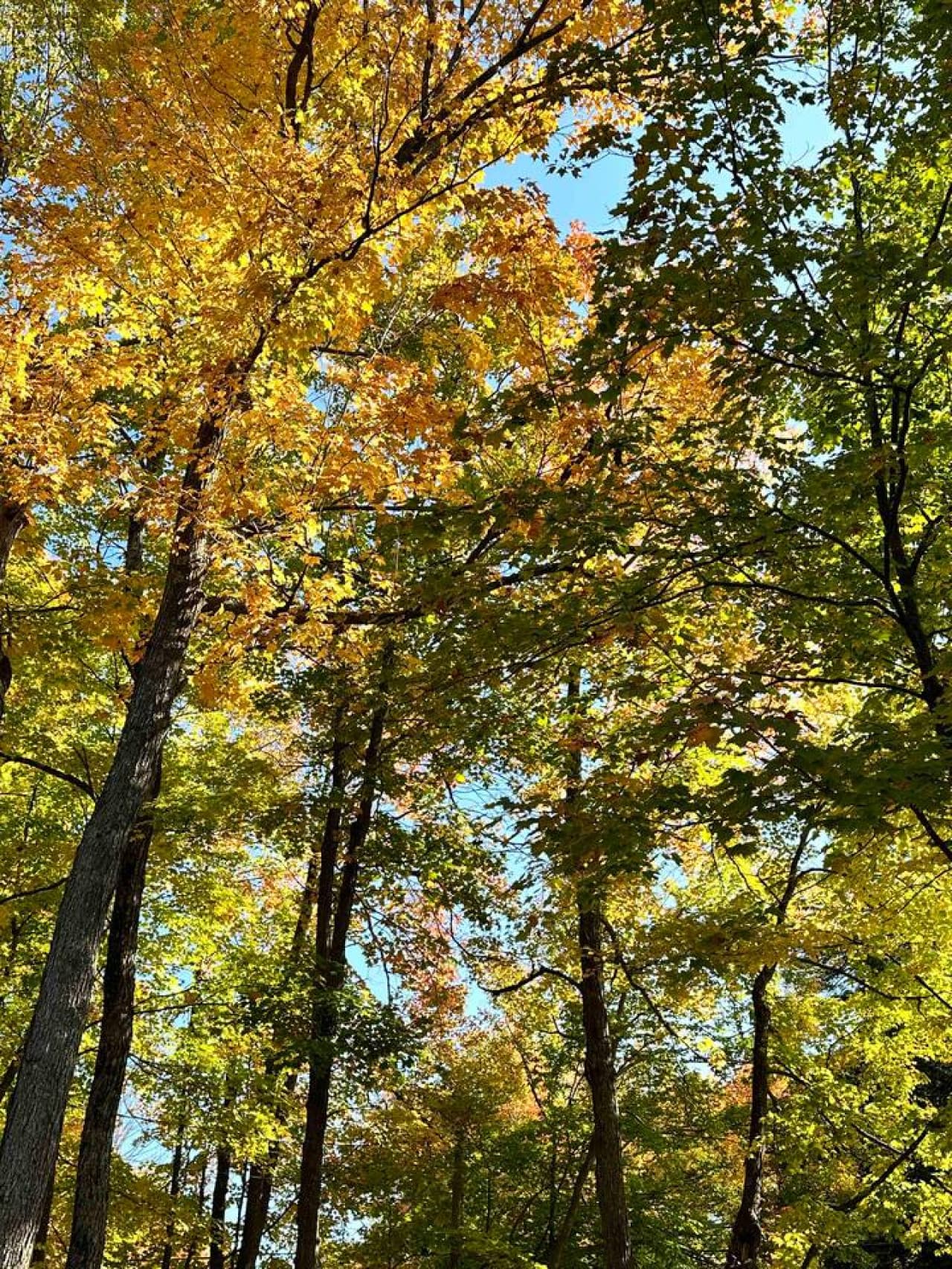 Autumn colours in our yard
