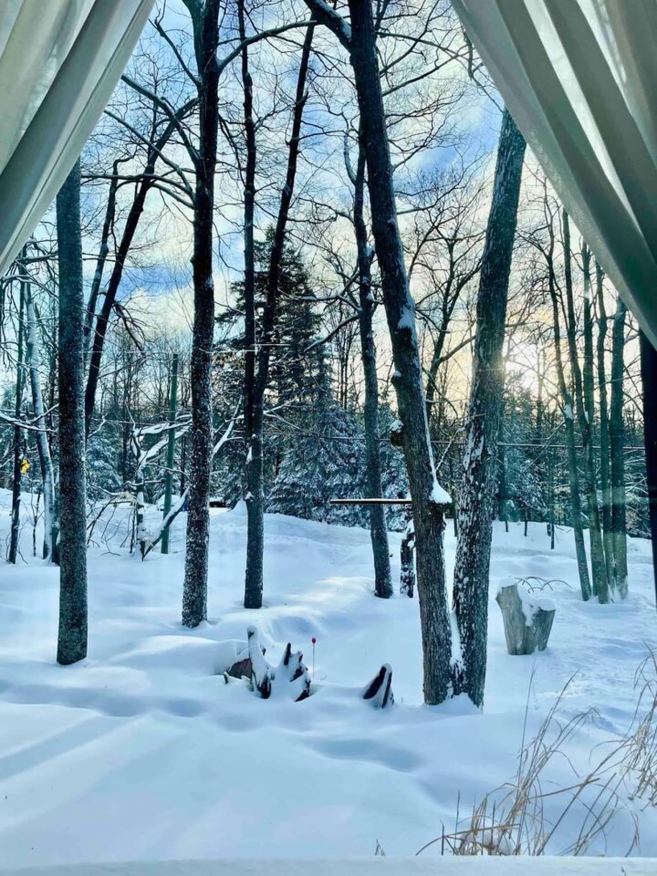Winter wonderland in our front yard ❄️