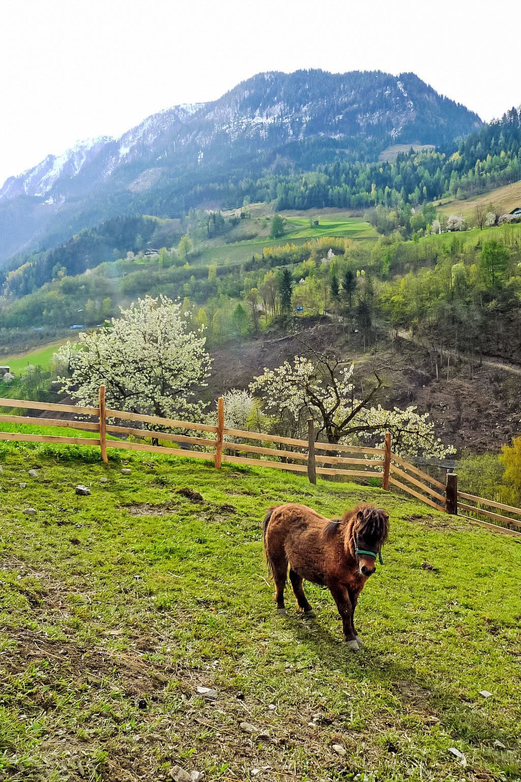 Mood