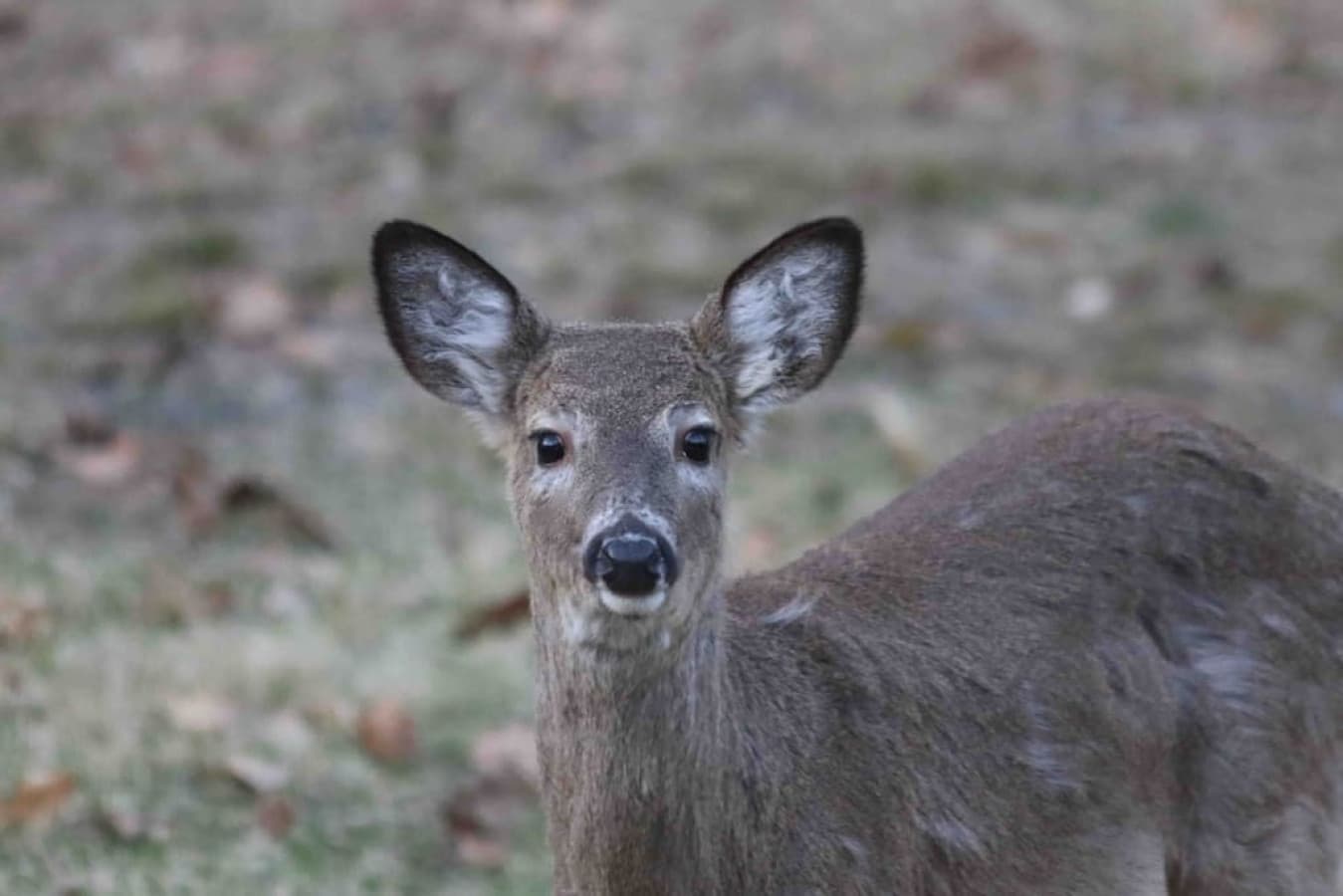 You may have visitors during your stay!!