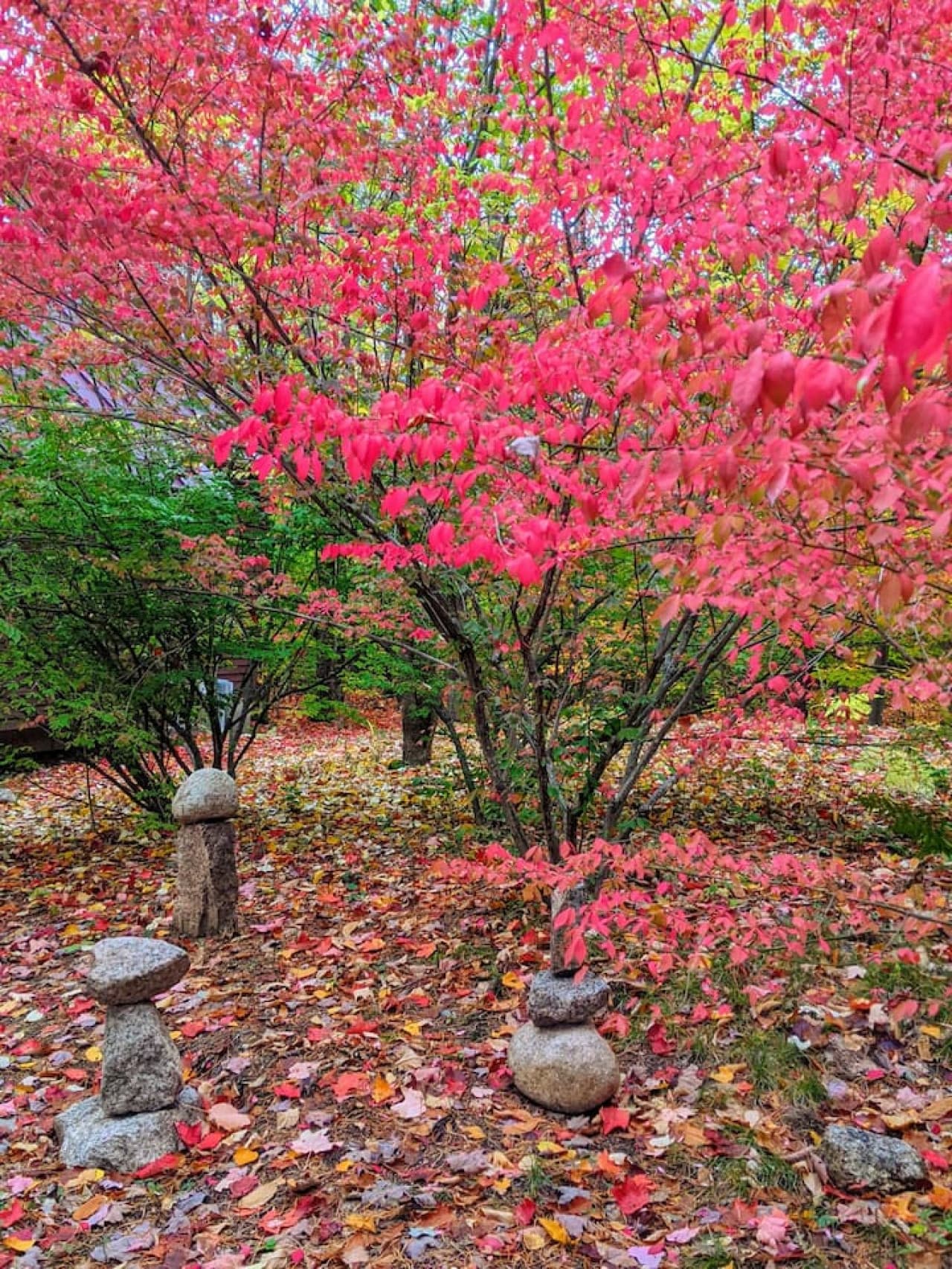 Some seasonal foliage