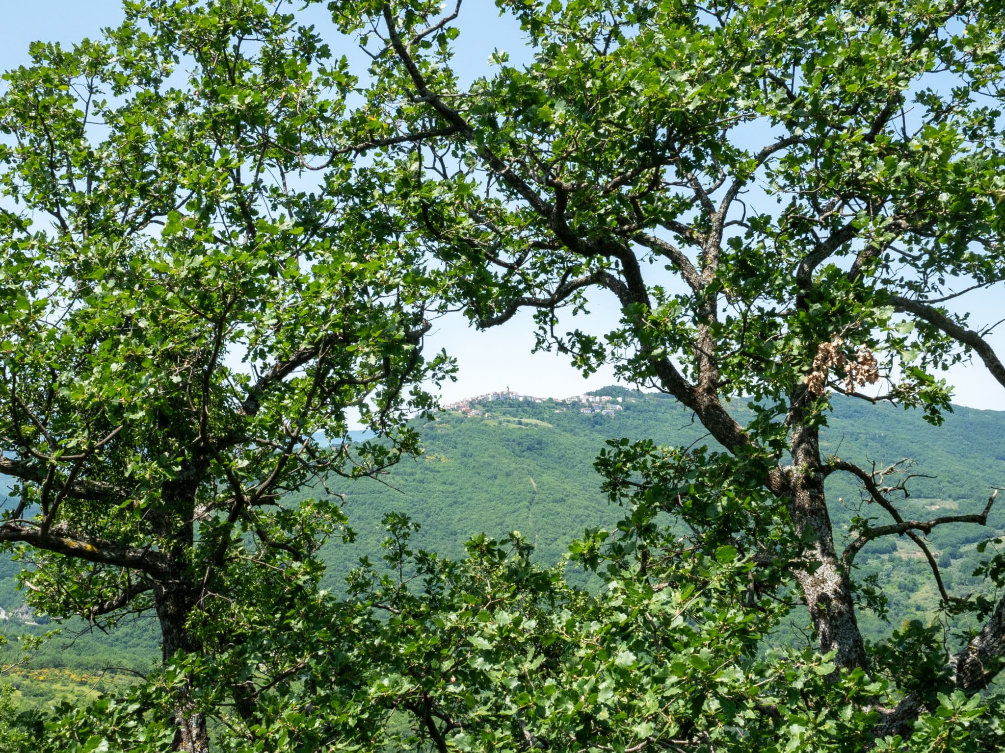 View