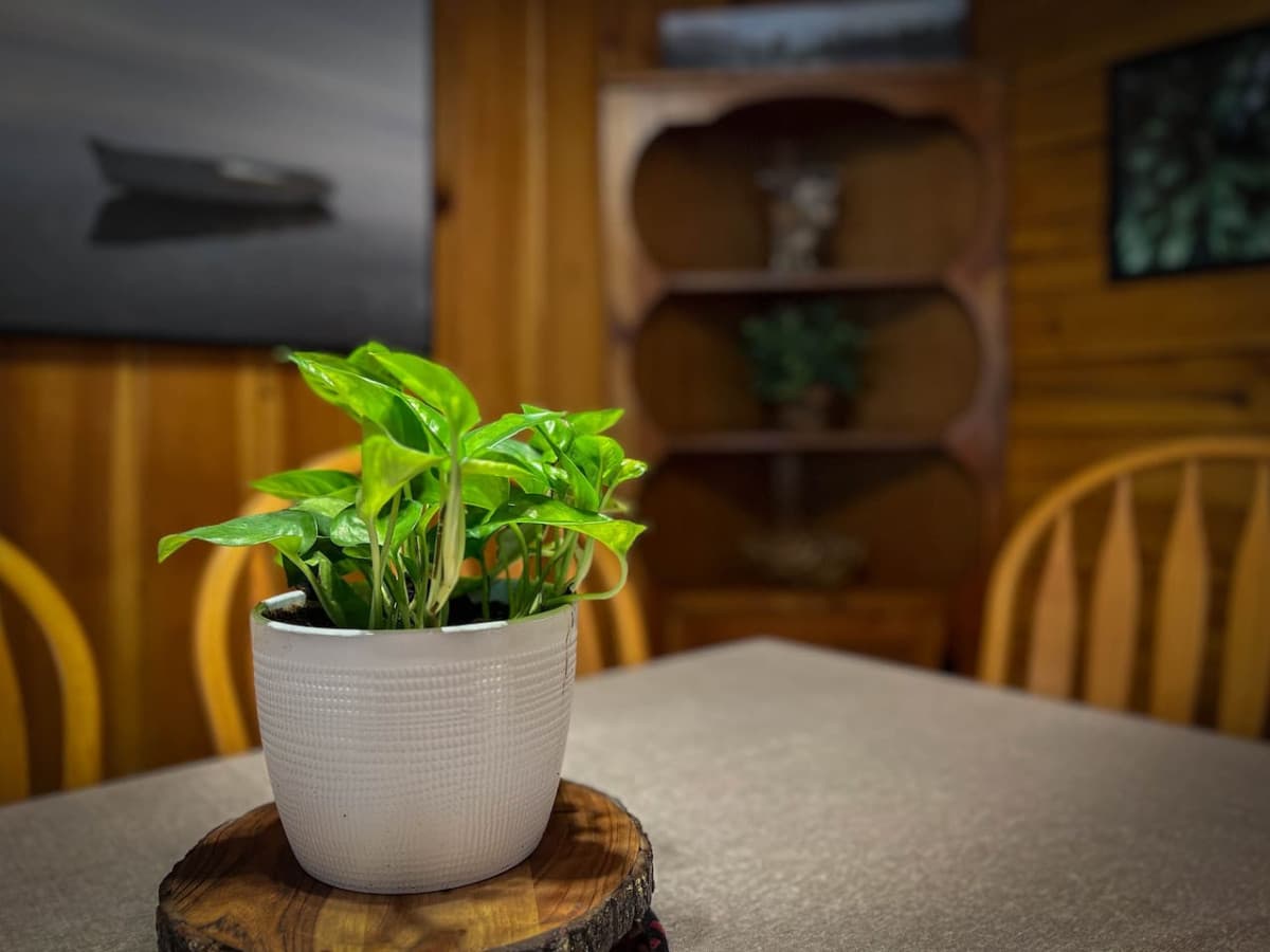 some plants real and some plastic