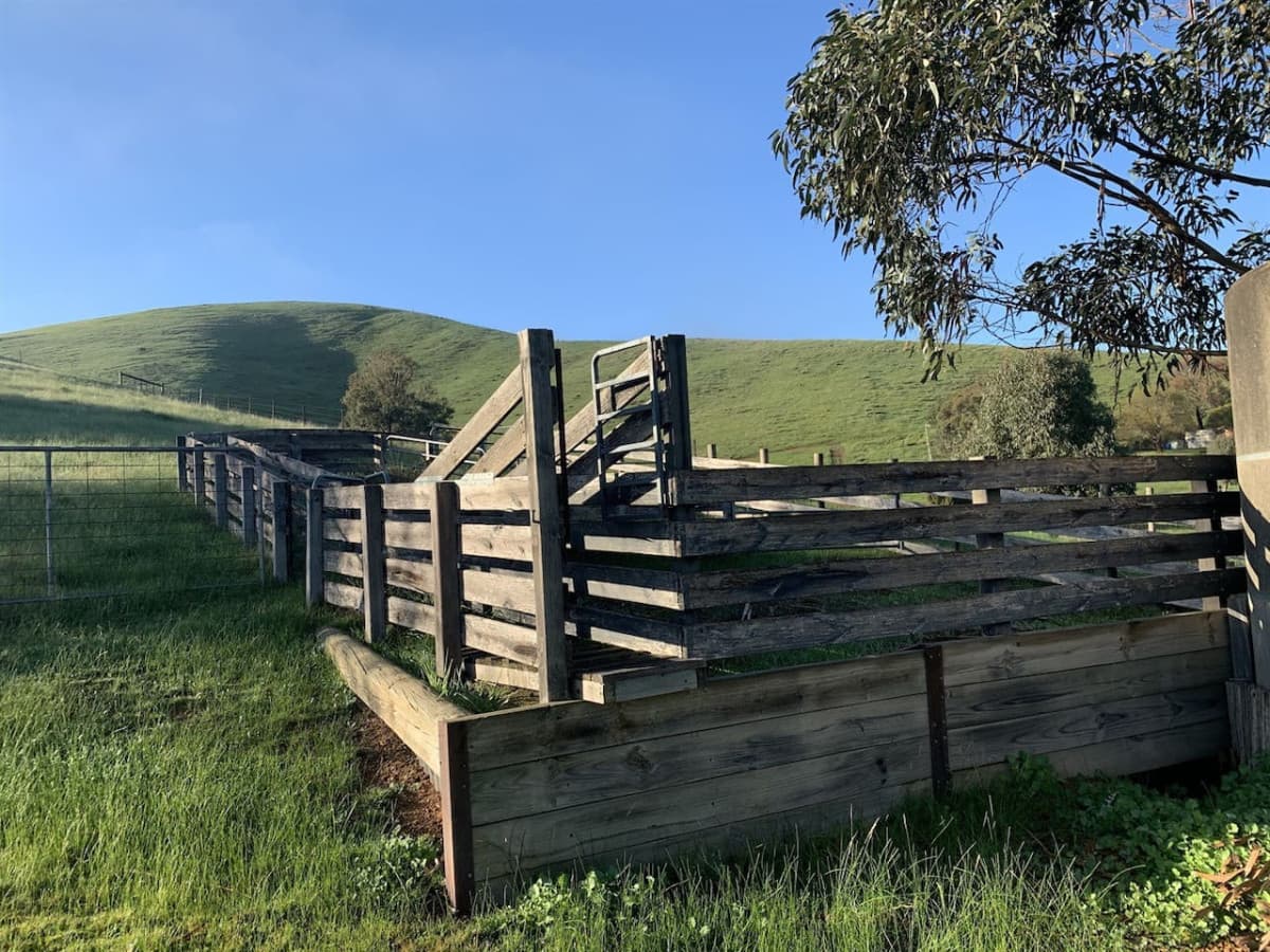 Winters morning on the farm - the sheep yards
