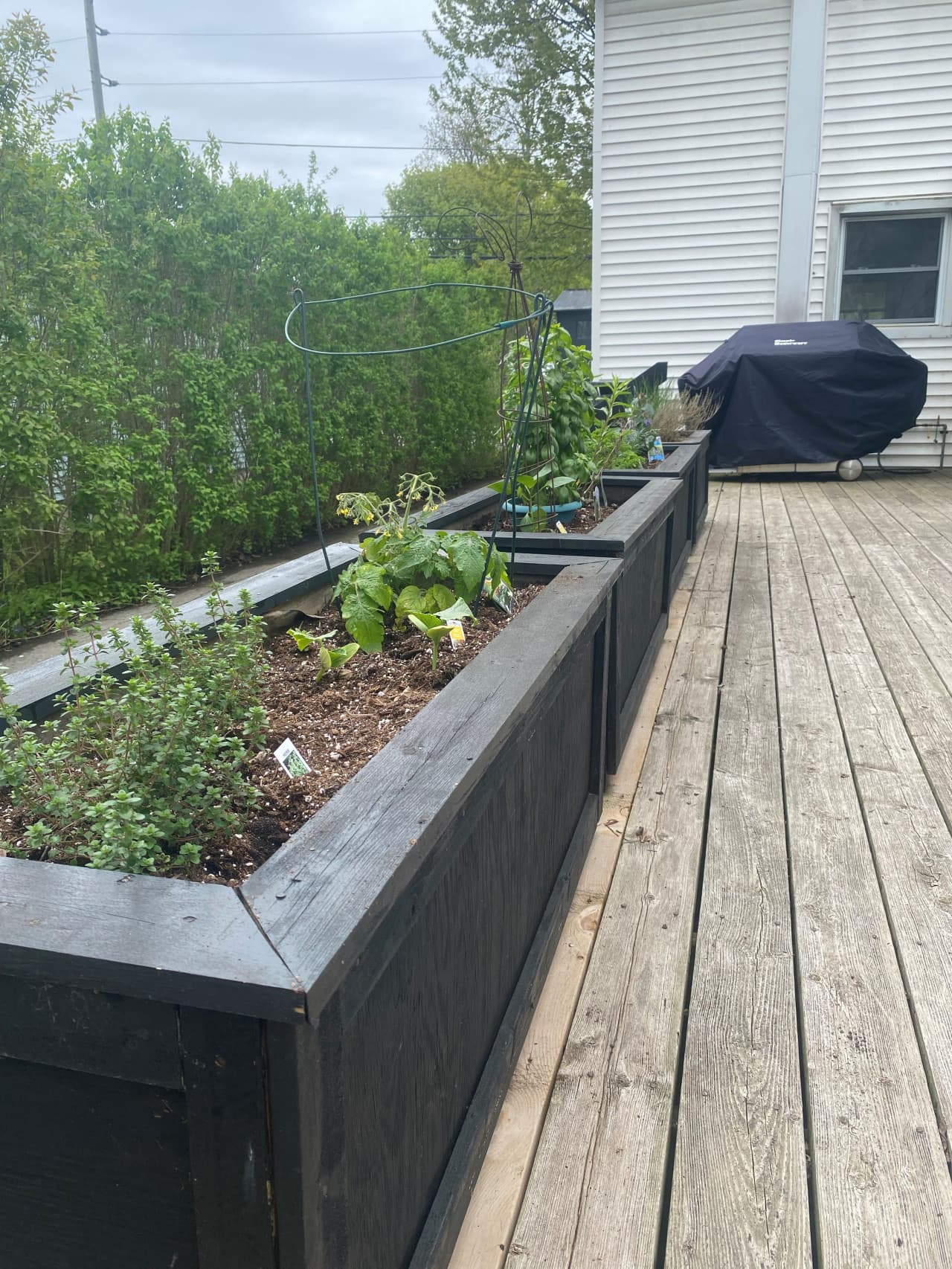 May 2025 Herbs and BBQ.jpg