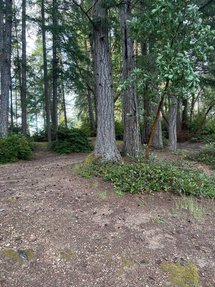 Explore the surrounding forest trails.