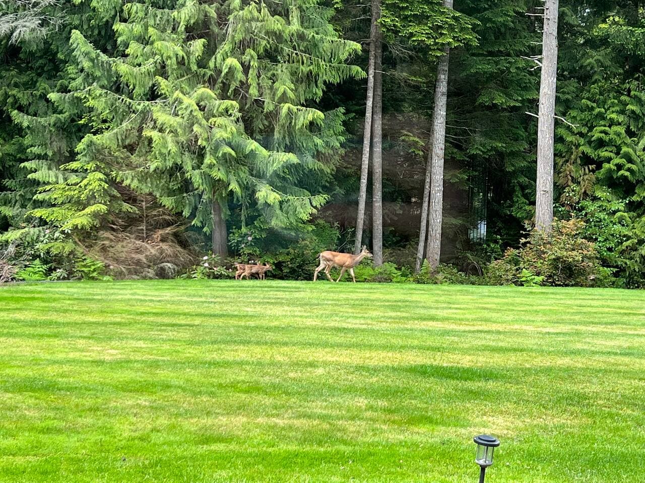 The forest has lots of Wildlife.  There is a resident doe and her two baby fawns living on the property.  