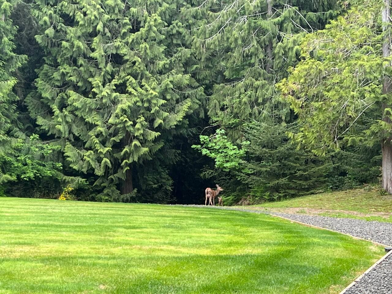Local wildlife visitors are always a bonus