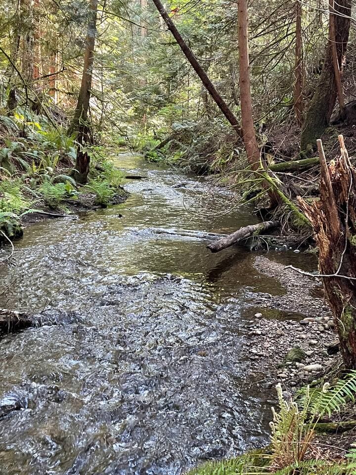 Wildcat Creek runs through the property and is a salmon spawning creek. 