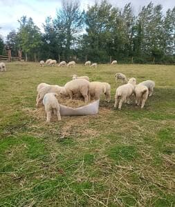 Sheep next to the Accommodation