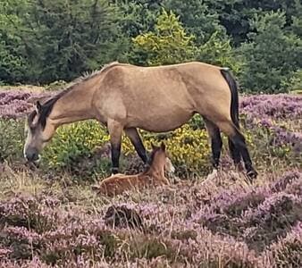 Quantock Hills