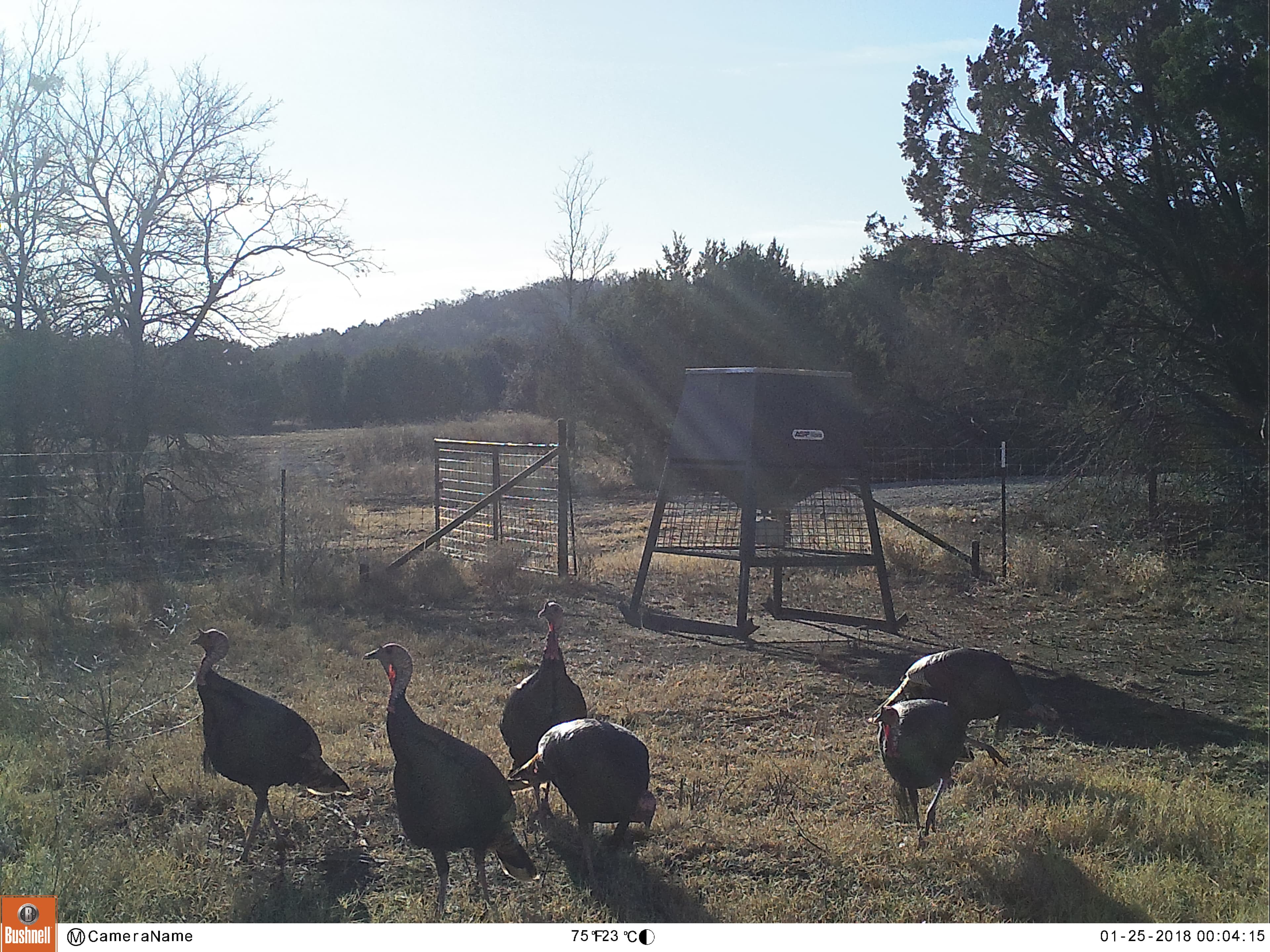 Lake Godstone Wild turkey at feeders