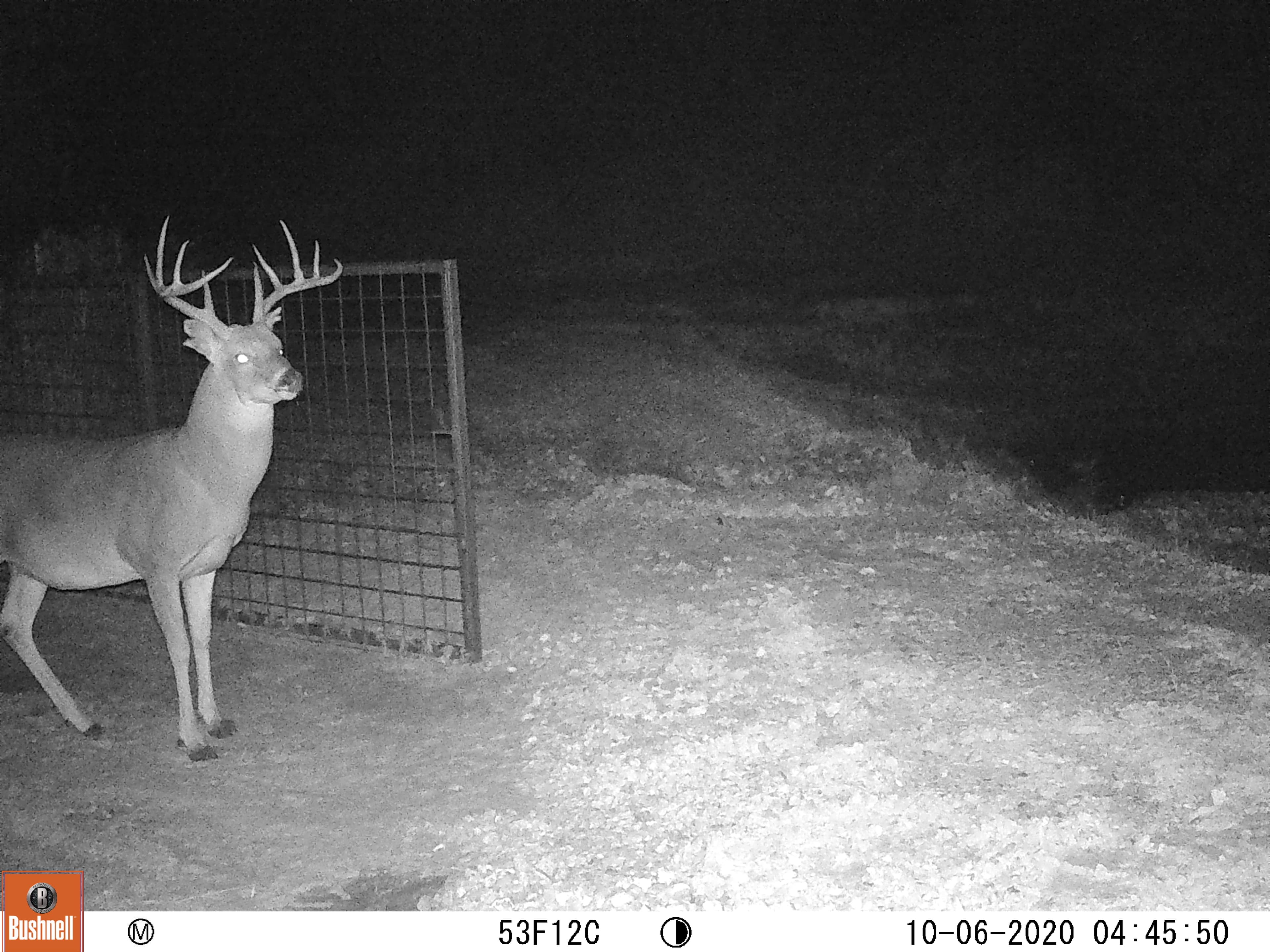 Lake Godstone Deer feeder