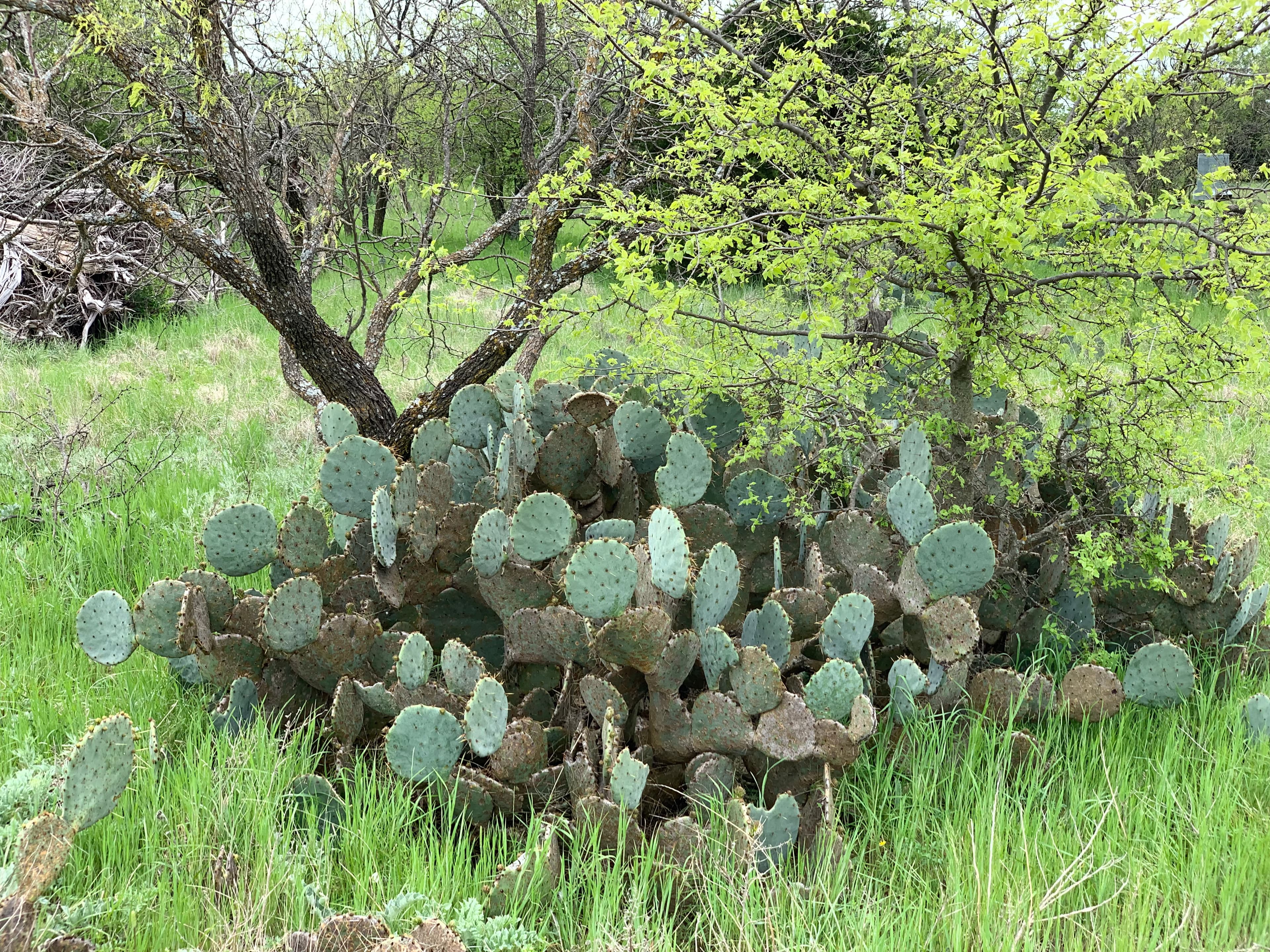 Lake Godstone Prickly Pear Cactus
