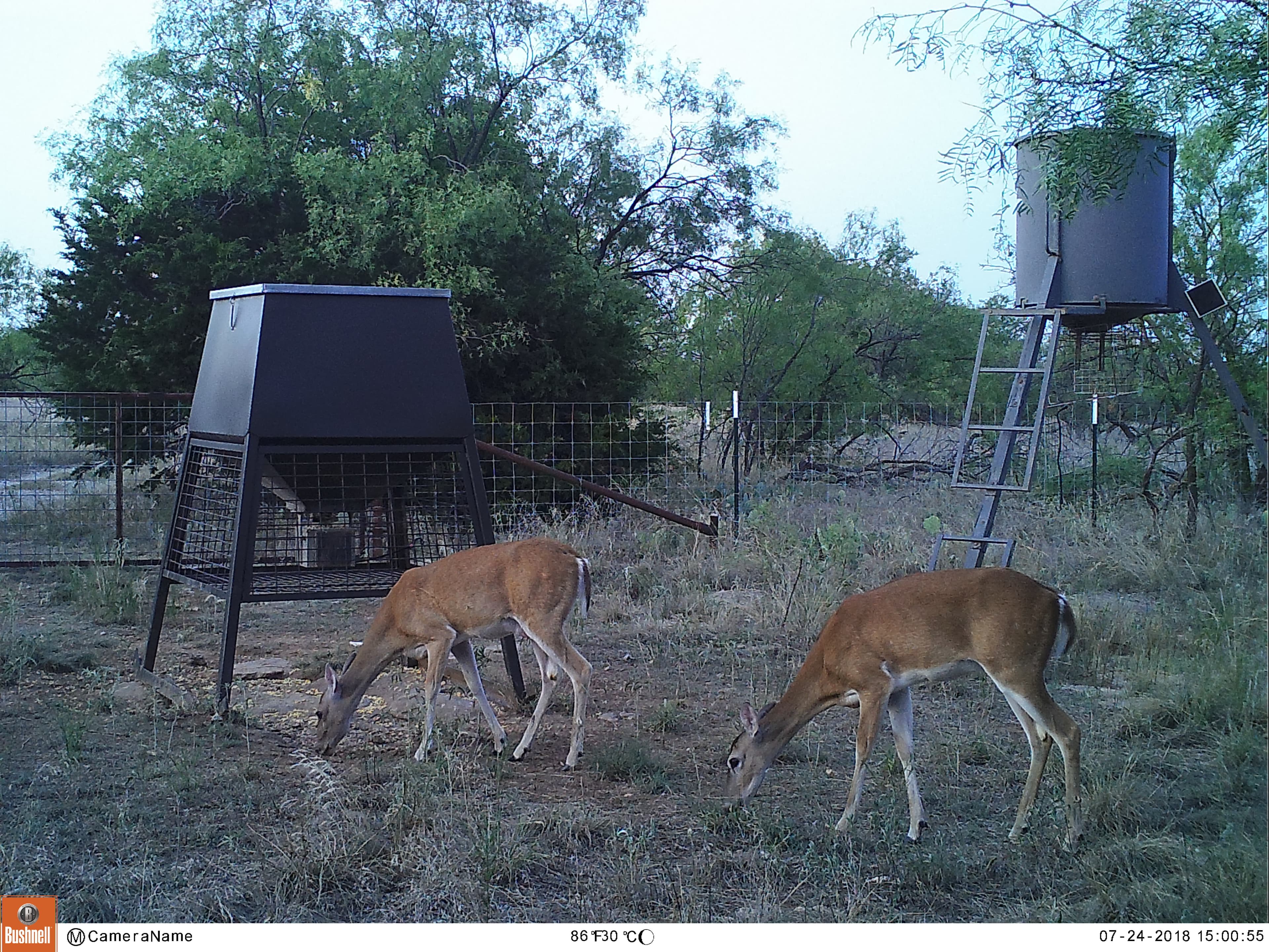 Deer at feeder Lake Godstone 