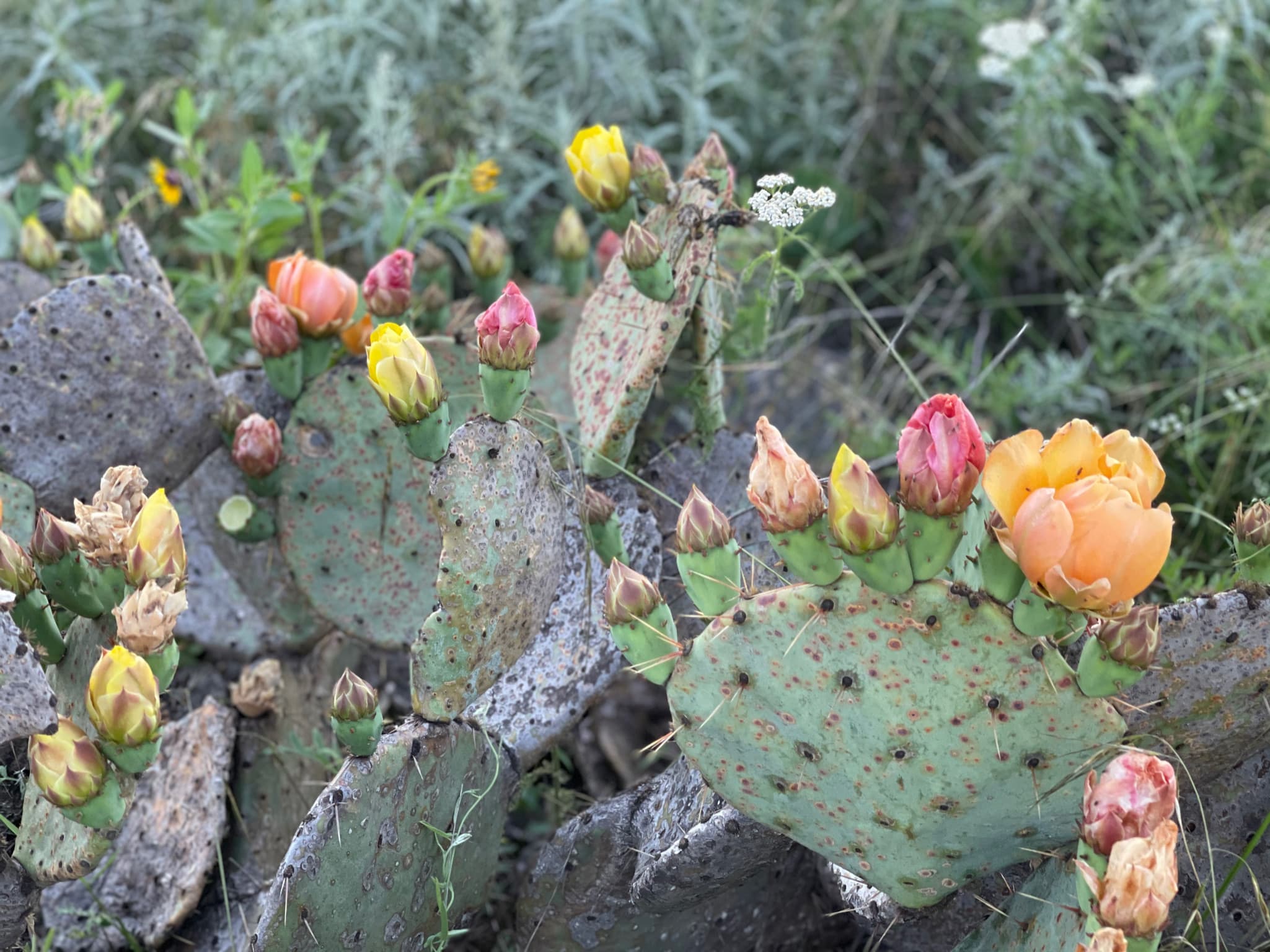 Lake Godstone Cactus