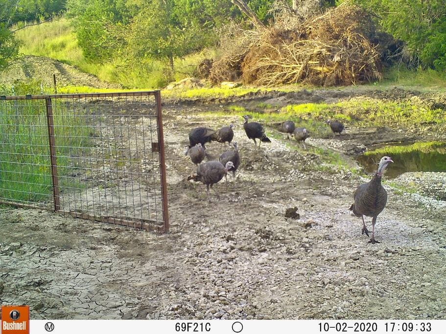 Lake Godstone Turkeys at feeding stations