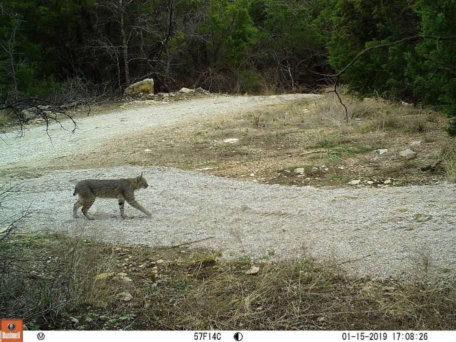 Lake Godstone Bobcat on trails