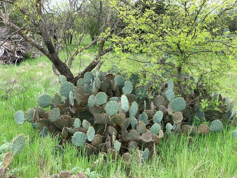 Lake Godstone Prickly pear cactus