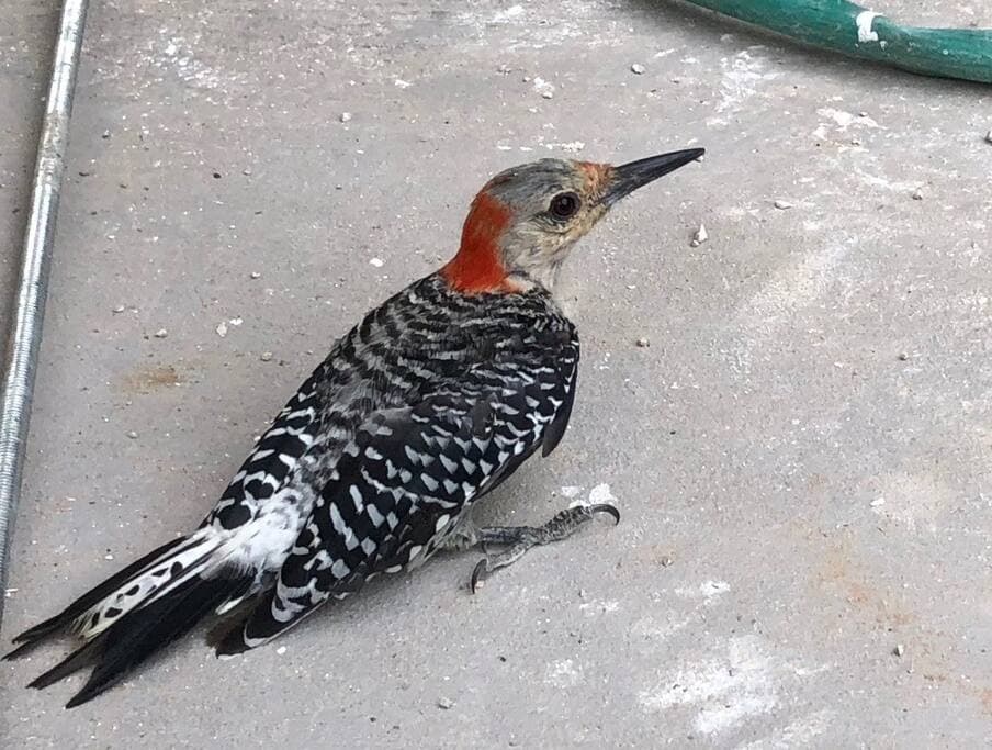 Lake Godstone Woodpecker
