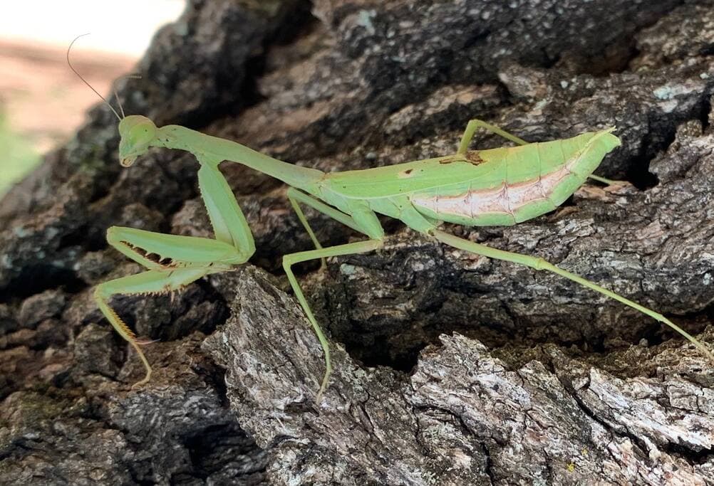 Lake Godstone Praying Mantis