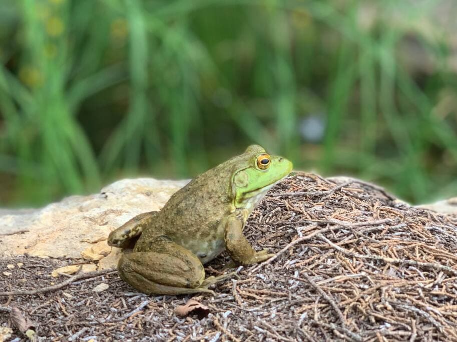Lake Godstone Frog