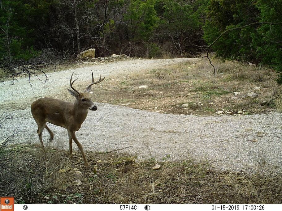 Lake Godstone Deer on the trail