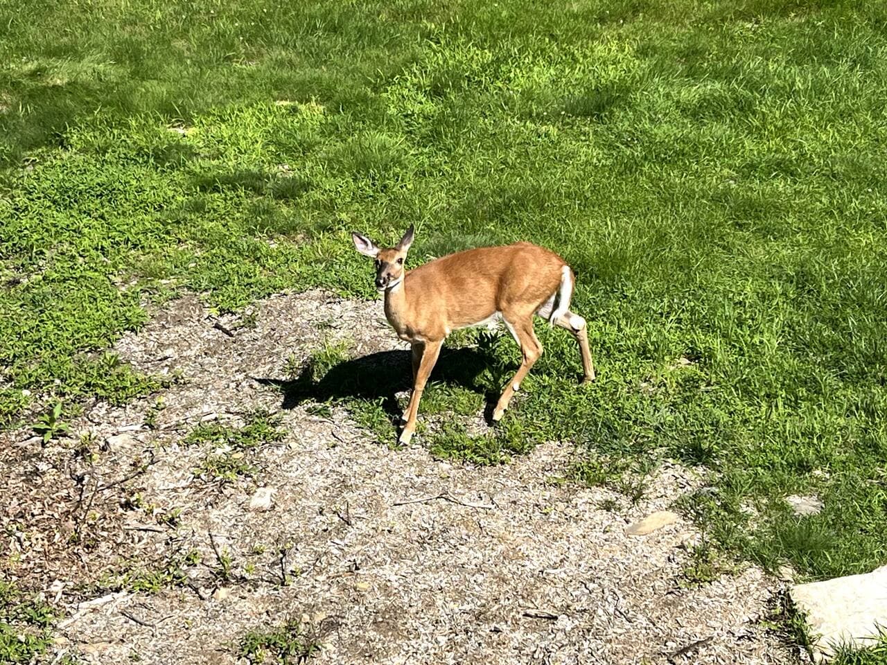 Friendly neighbors