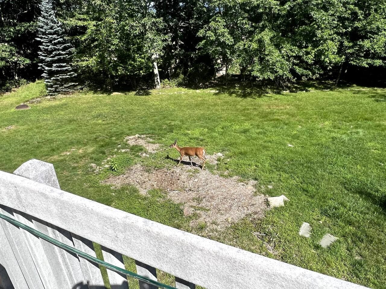 Room for everyone on our 1/3 acre lot