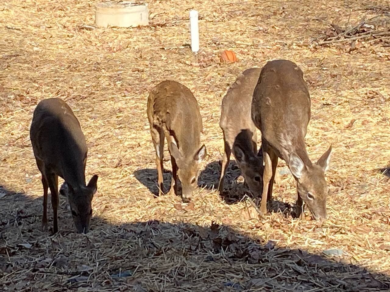 Deer eating in the back yard