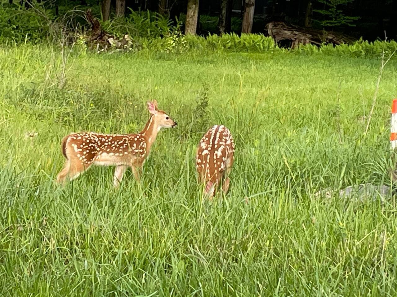 Babies in the neighborhood 