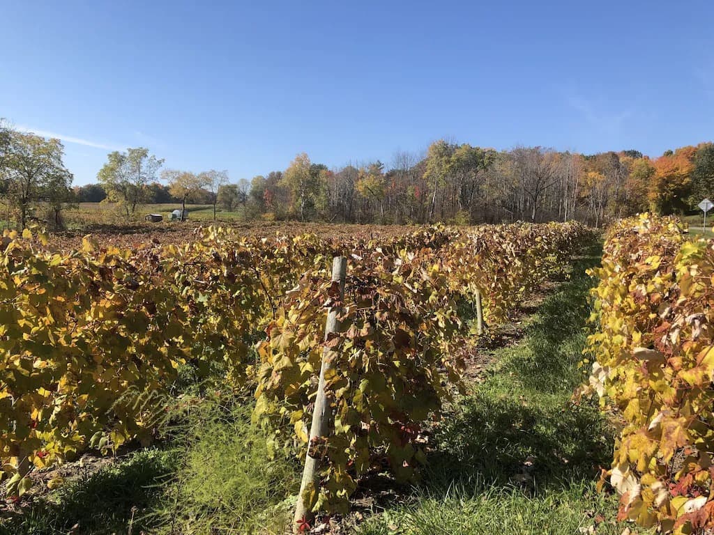 Sunflower - Vineyards_24_11zon