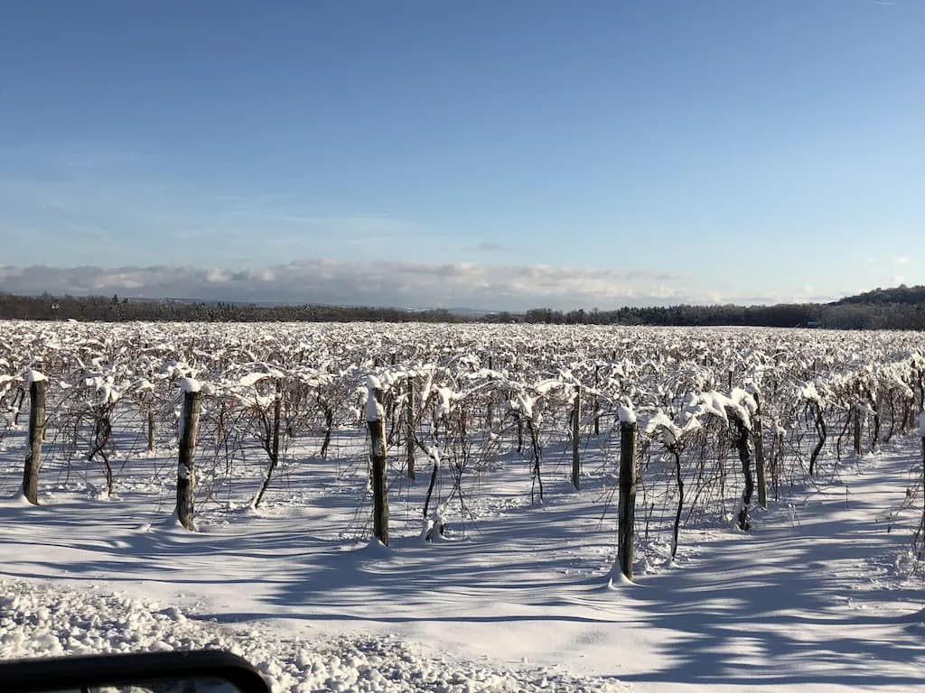 Sunflower - Winter vinyeyard_31_11zon