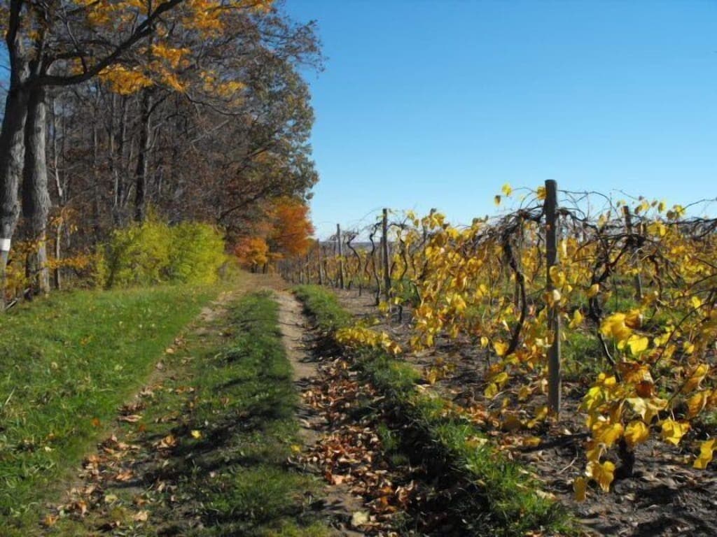 WF - fall vineyard_3_11zon