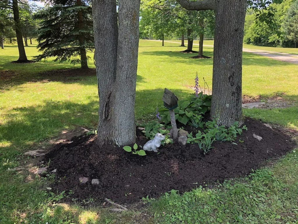 Willow - Base of Trees in Yard_2_11zon