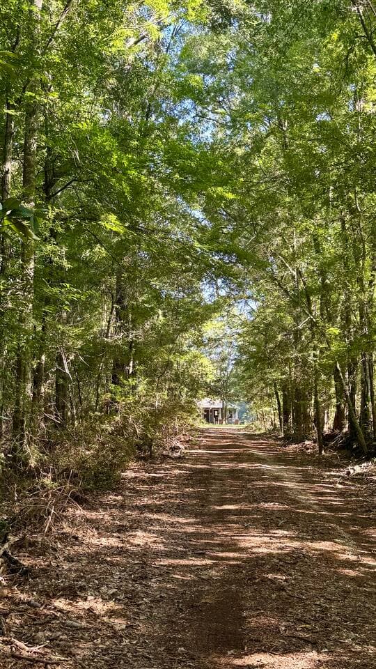 Beautiful tree lined driveway