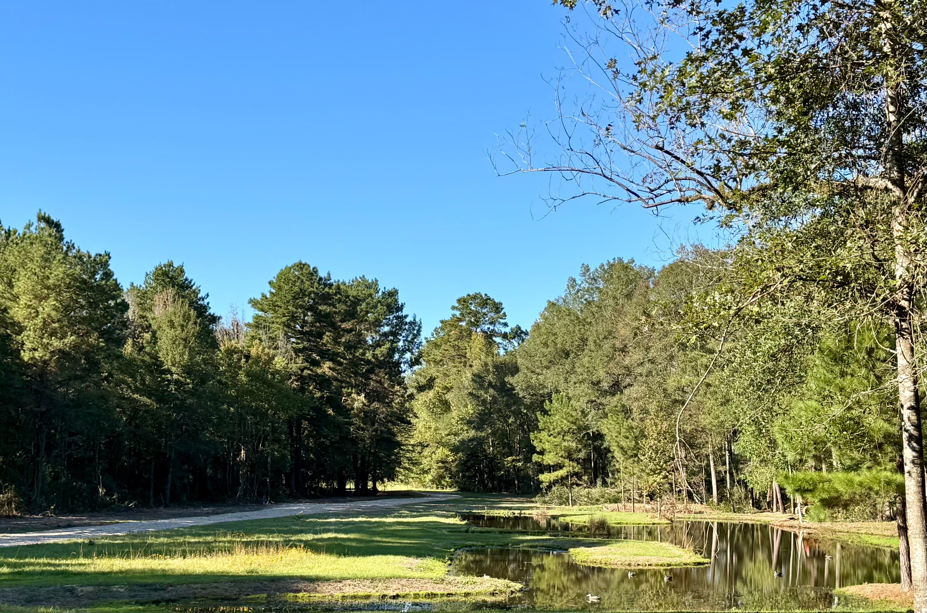 Evening view from the back yard