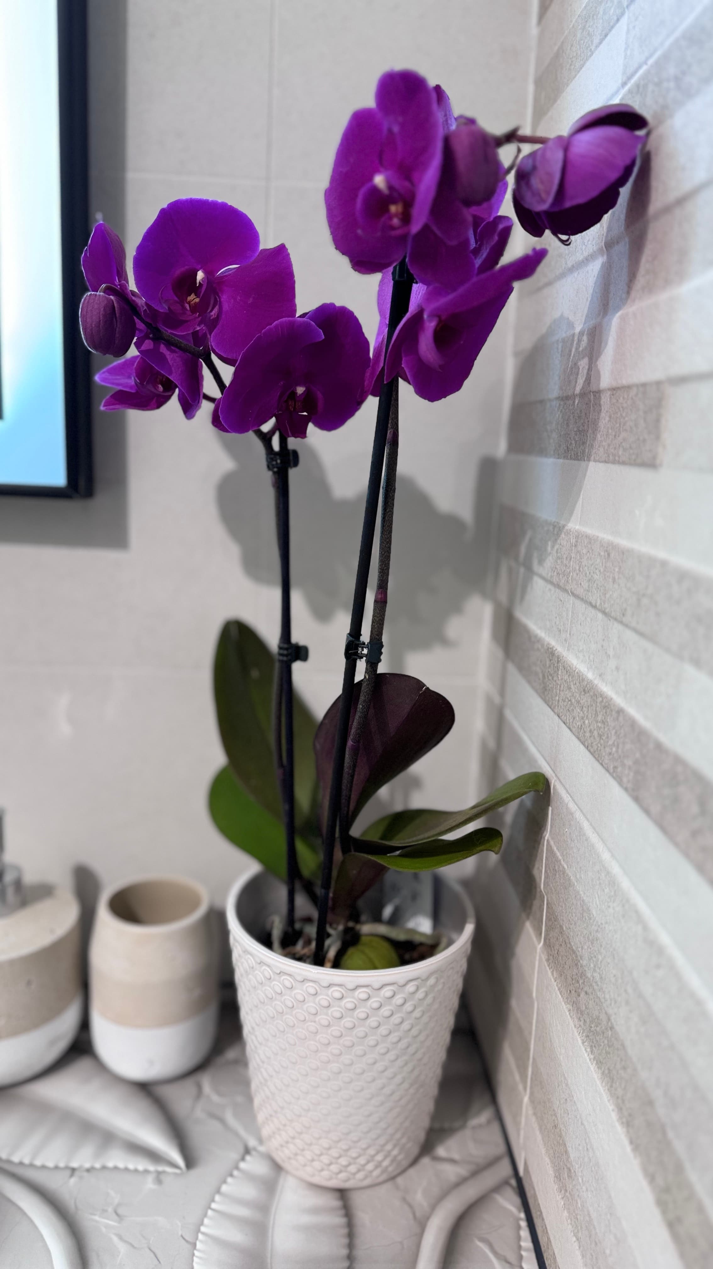 Déco orchidée- Studio TI KAZ BONNEUW - Village Vacances Sainte Anne GUADELOUPE - Conciergerie SHIV