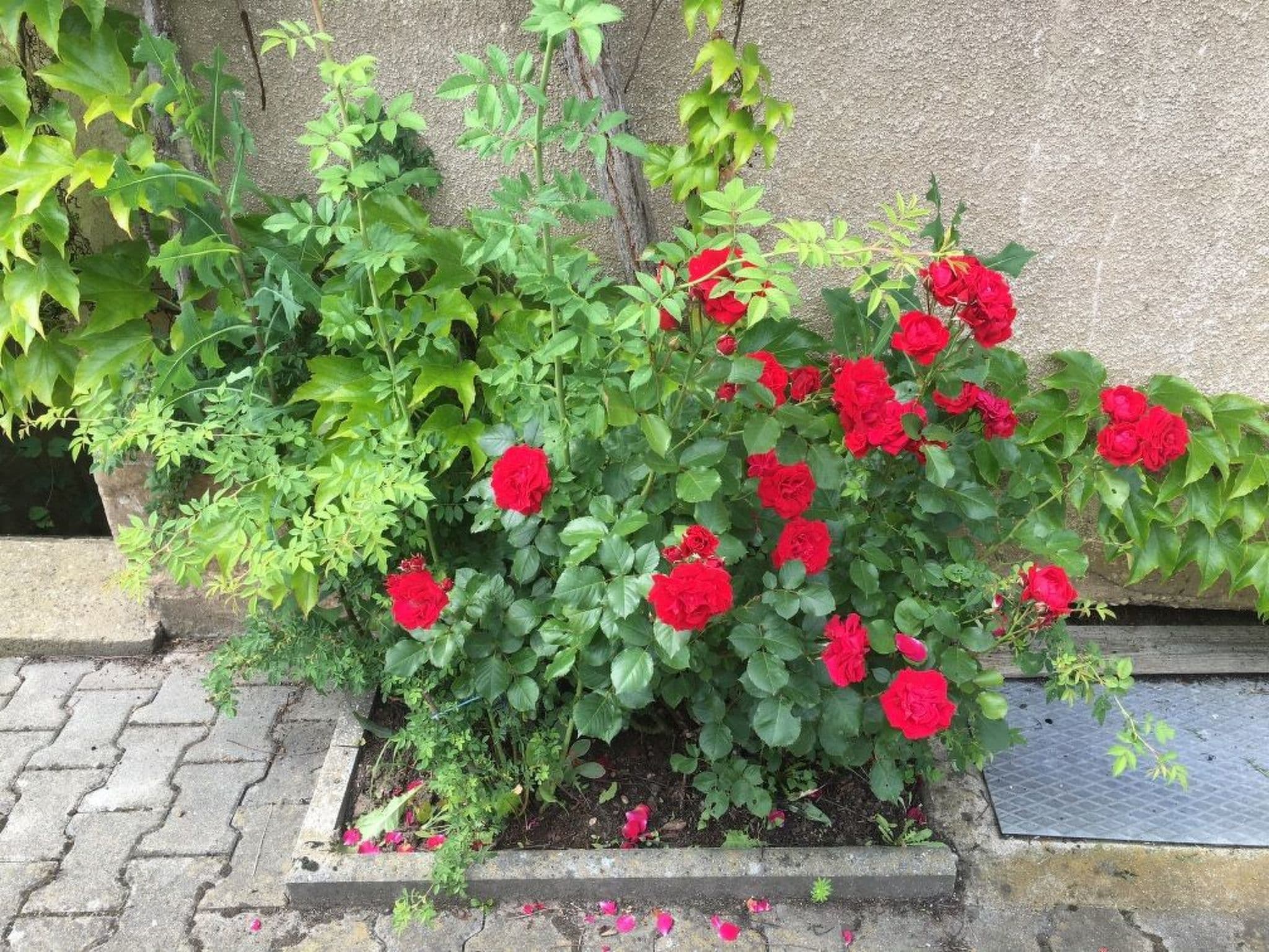 Gallery Image 11