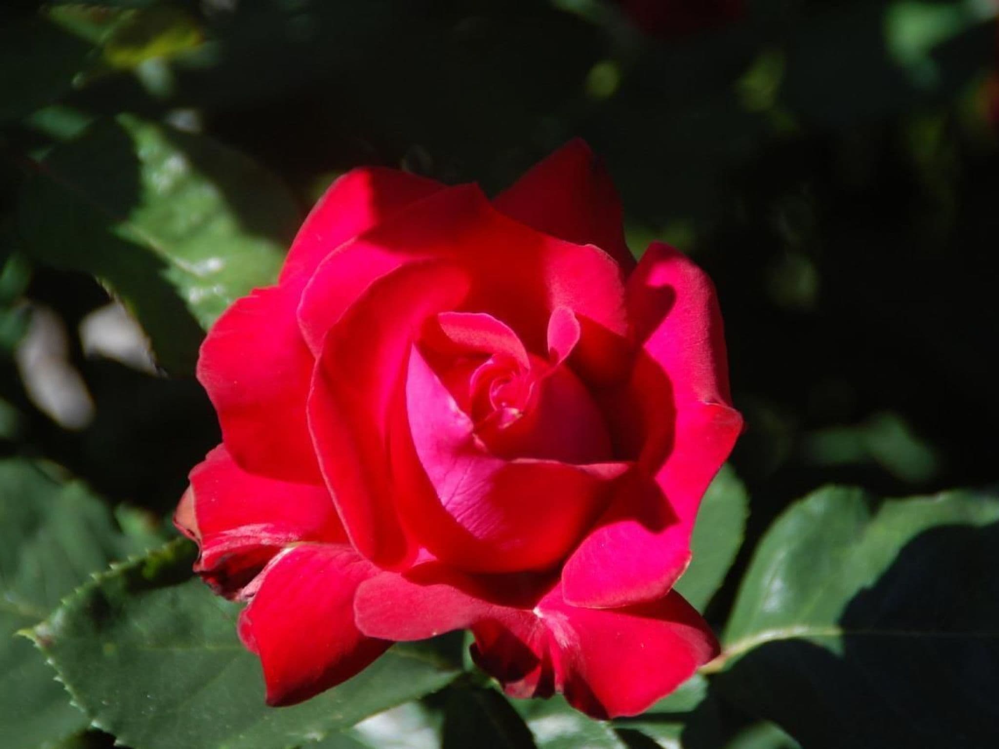 Gallery Image 27