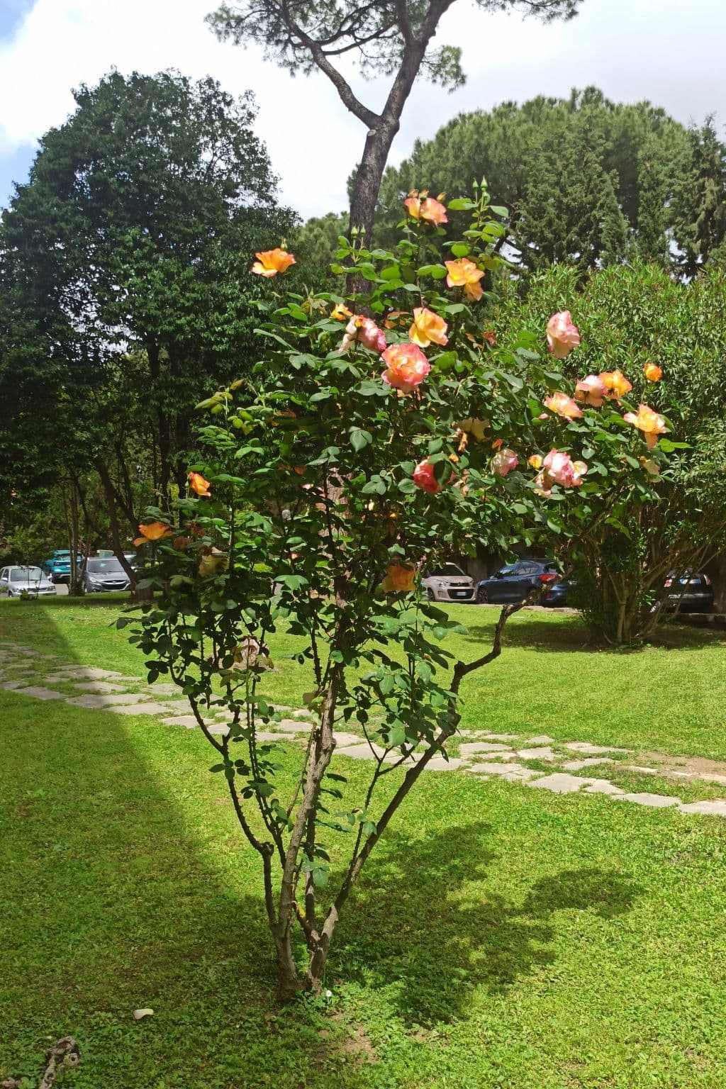 Gallery Image 25