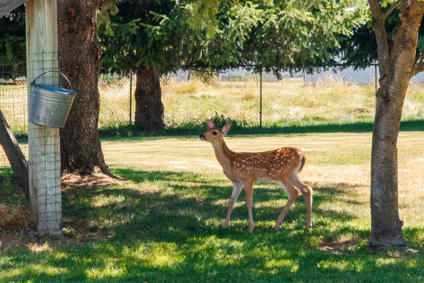 Please excuse the cute 4 legged neighbors who may help themselves to the backyard from time to time.
