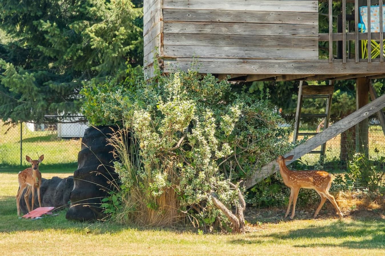 Baby deer playing in the backyard