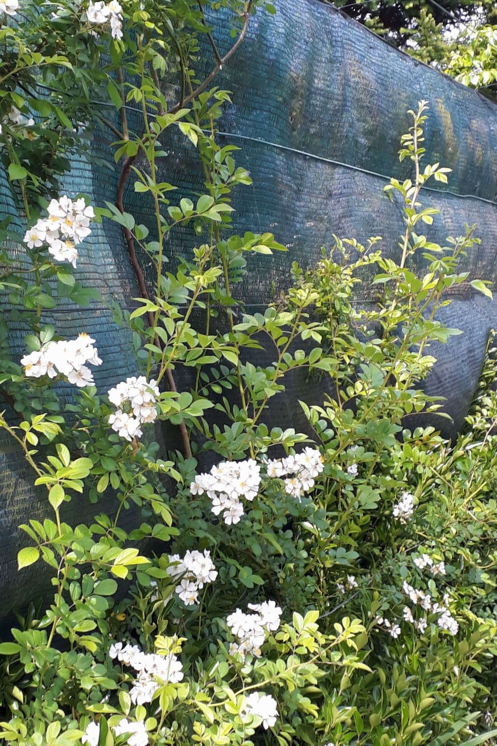 Gallery Image 47