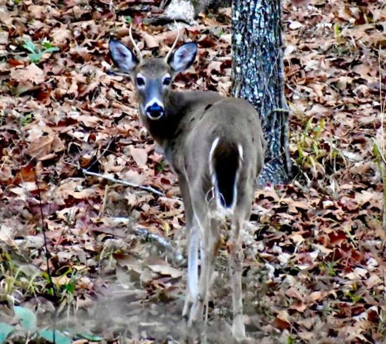 Wildlife
