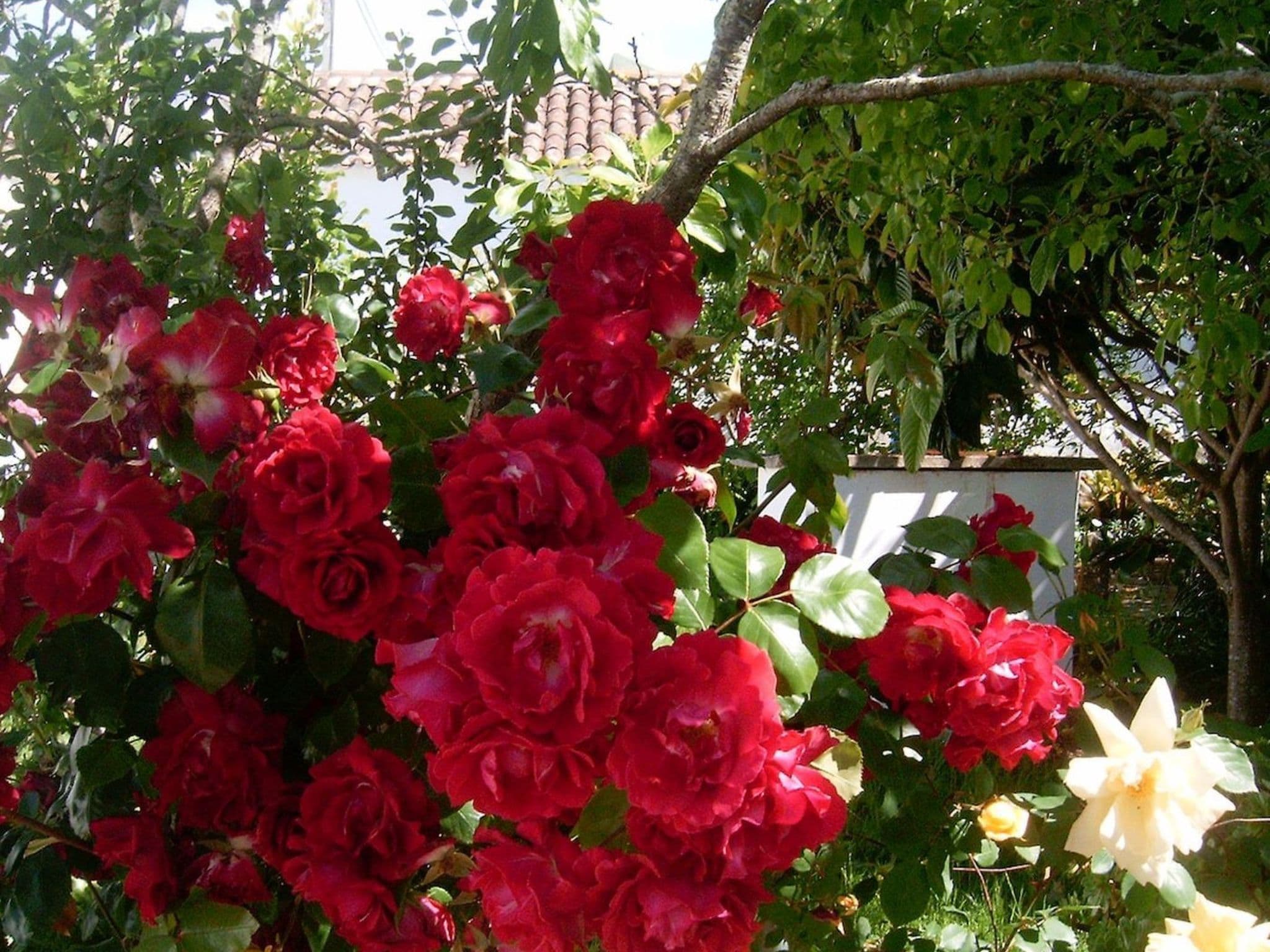 Gallery Image 28