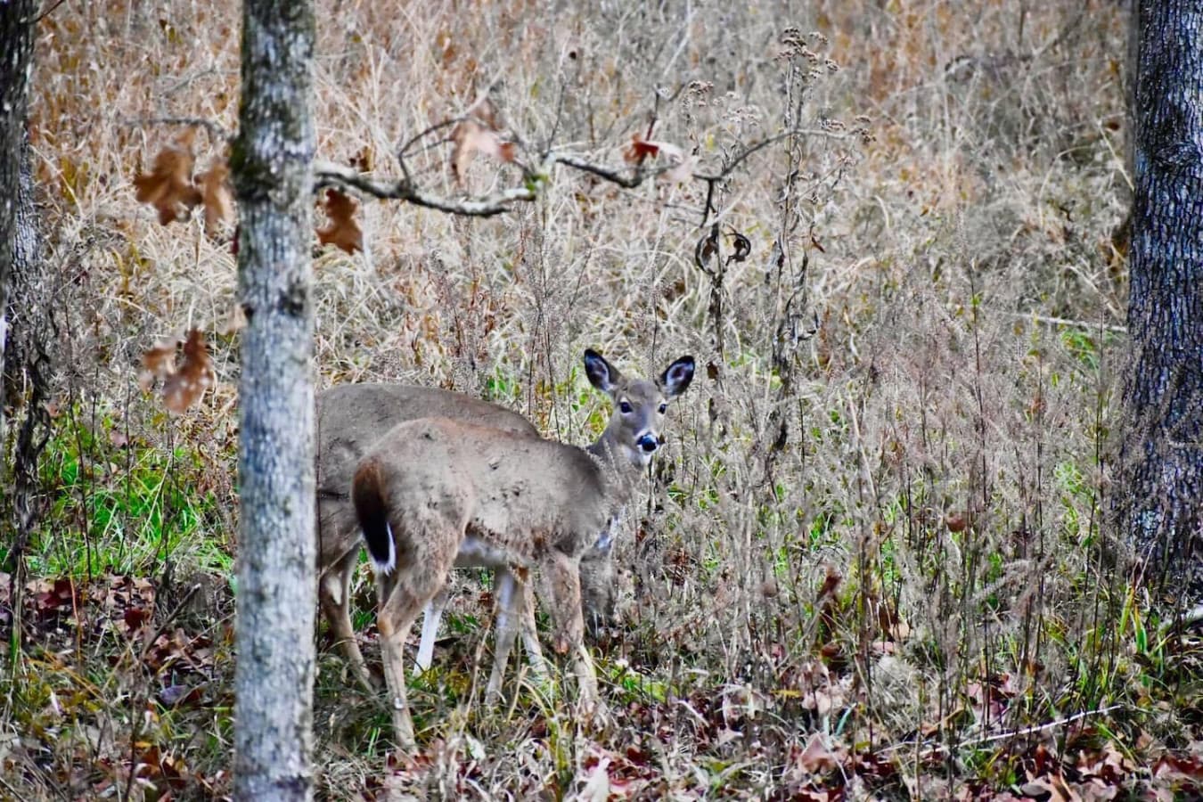 Wildlife