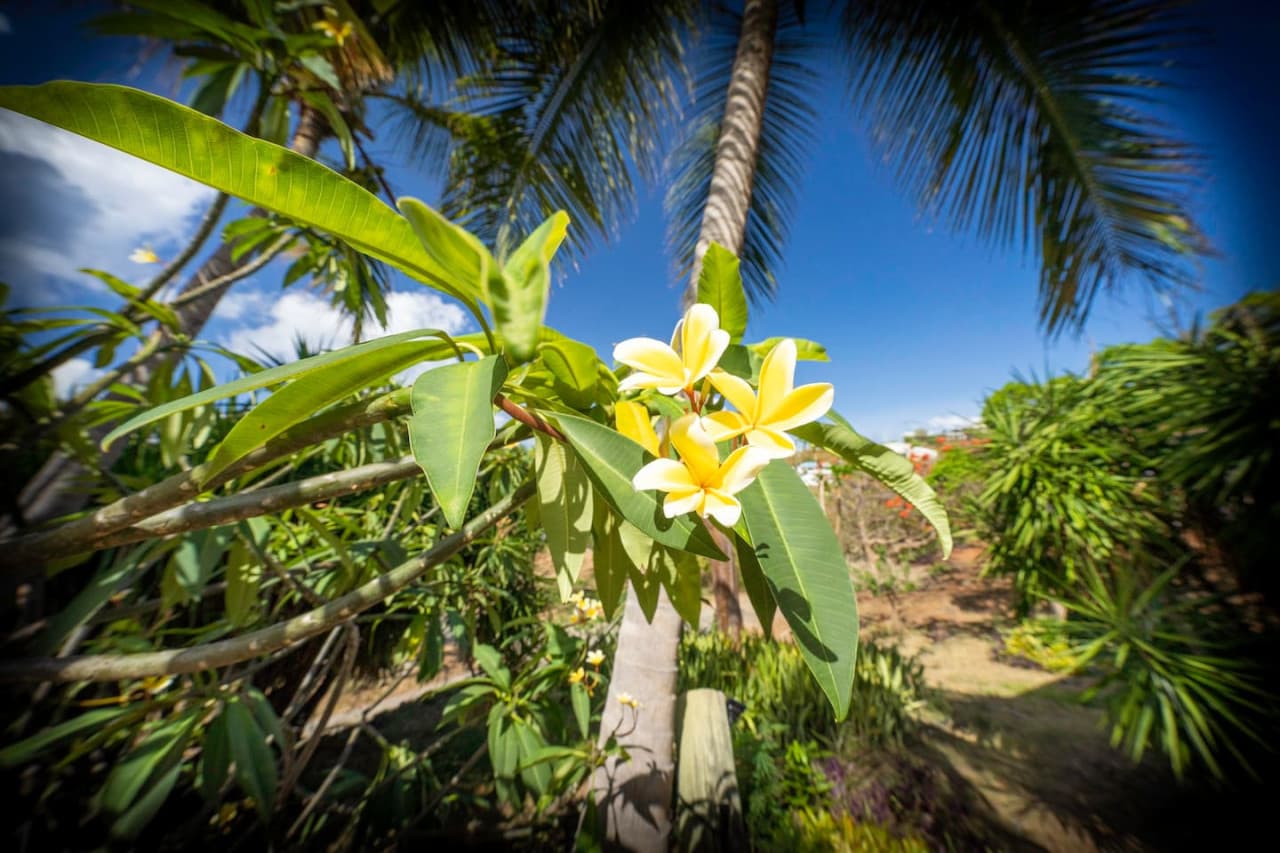 Plumeria lay flowers in the front yard
