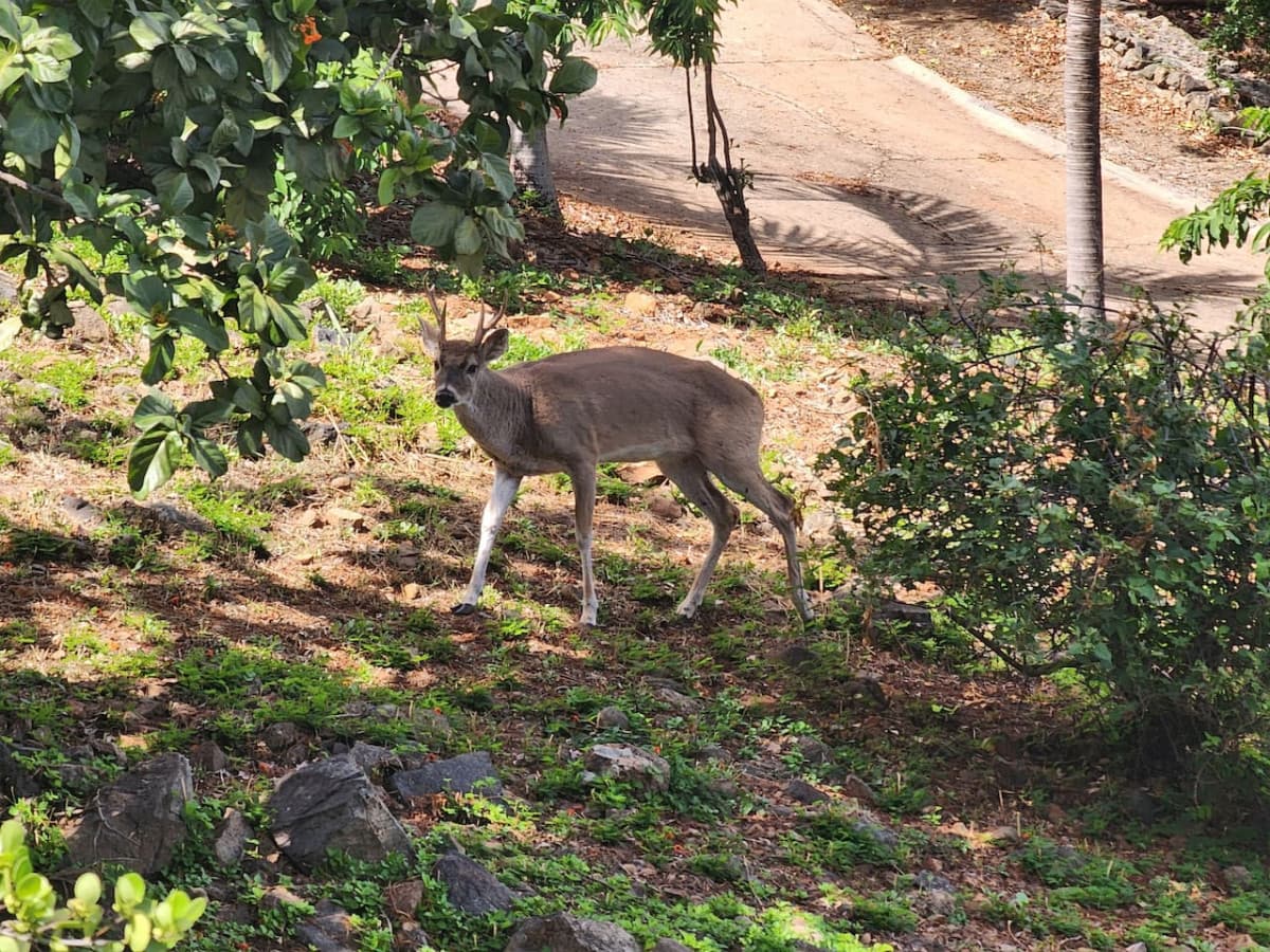 Local deer can be seen at the house!