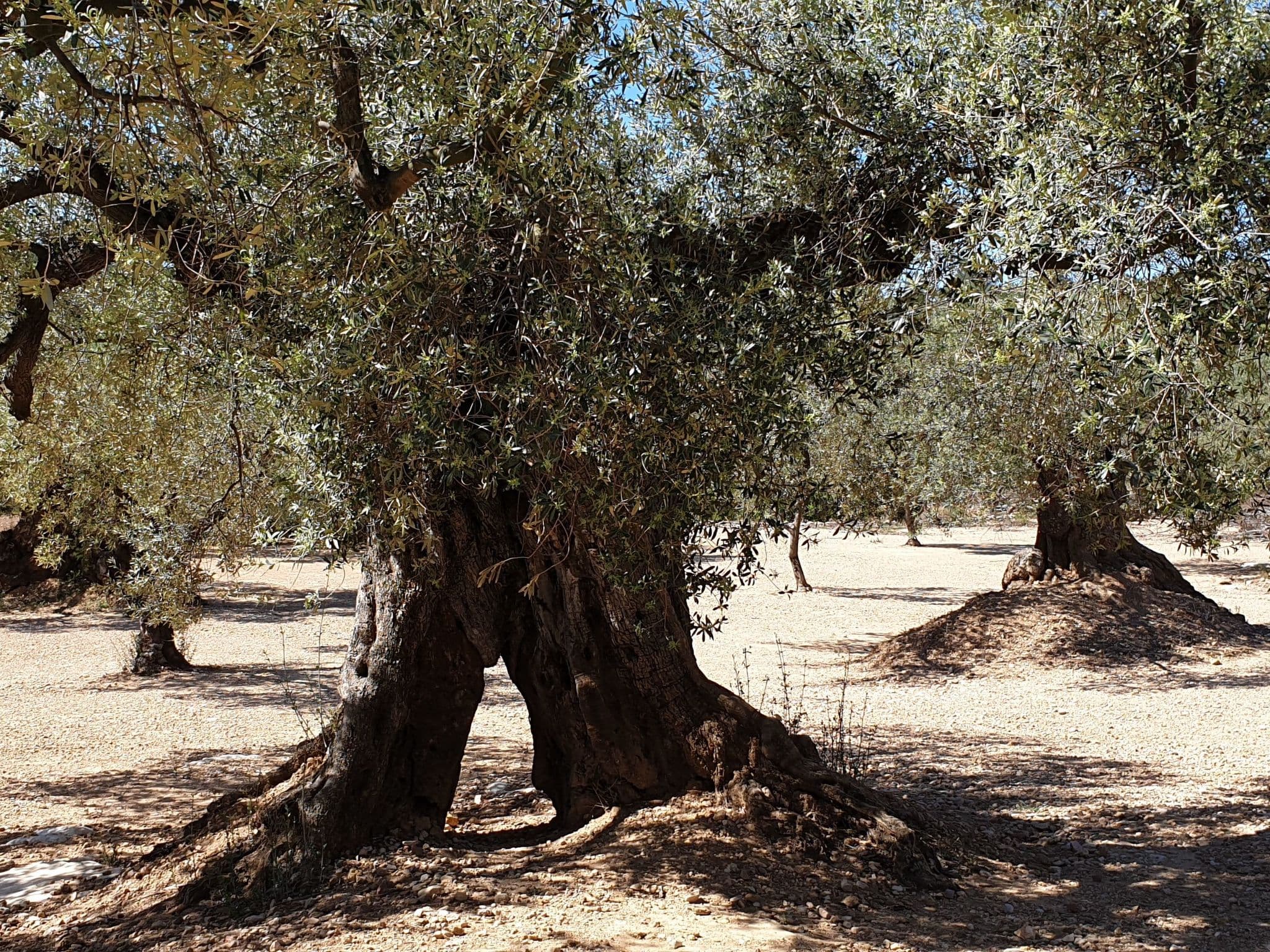 Gallery Image 32